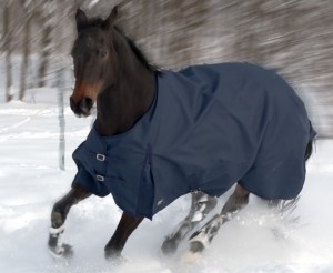 Read more about the article Winterdecke Pferd – für Sportpferde