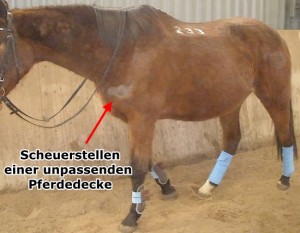 Read more about the article Brustschutz für Pferde – Scheuerschutz unter Pferdedecken