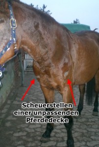 Read more about the article Brustschoner für Pferde sinnvoll?